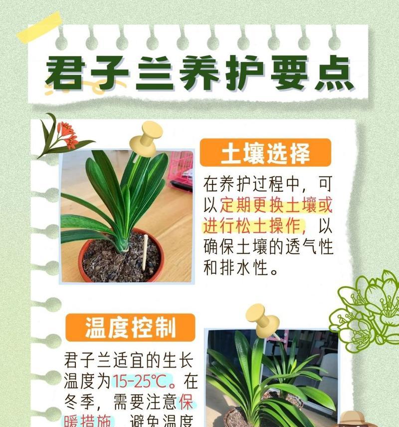君子兰冬季防晒的必要性及养护方法？