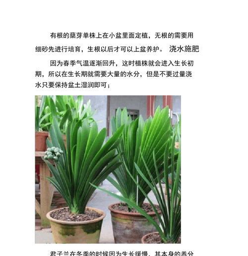 君子兰冬季防晒的必要性及养护方法？