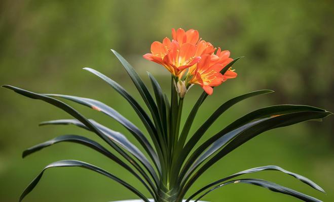 君子兰宫廷花卉的养护和浇水技巧？