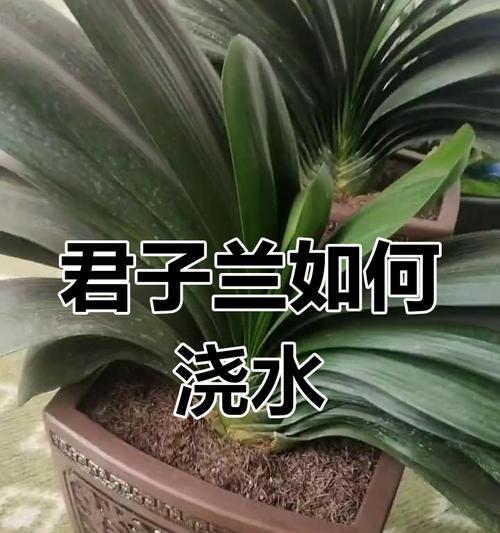 君子兰宫廷花卉的养护和浇水技巧？