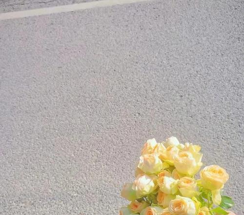 玫瑰花有花苞后如何进行养护？