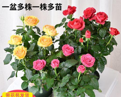 玫瑰花有花苞后如何进行养护？