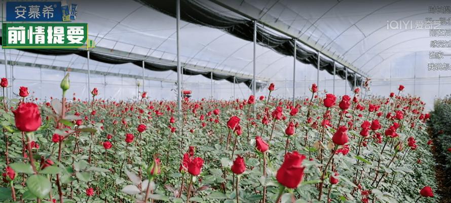 大棚种植玫瑰花有哪些技巧？如何提高产量？