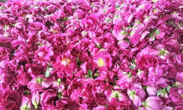 兰州玫瑰花秋季会开花吗？适宜的温度是多少？