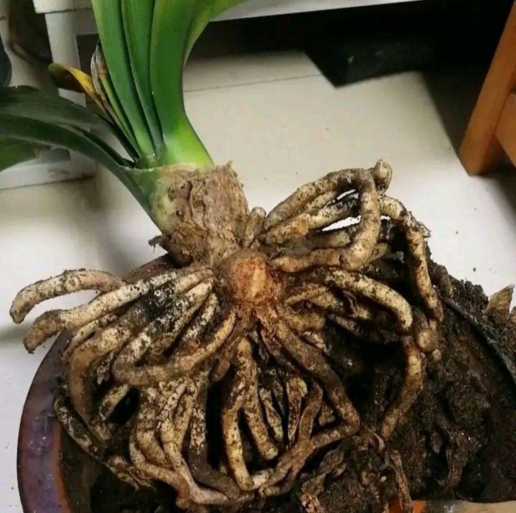 君子兰缺水空根后如何抢救？怎样正确养护？