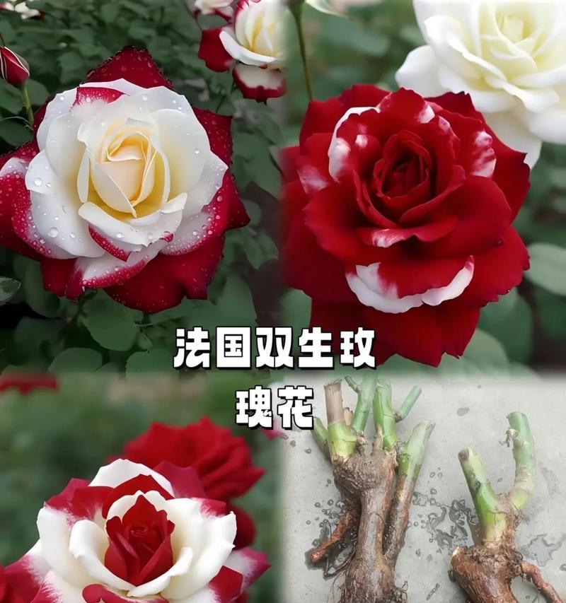 玫瑰花买来怎么栽培才能活？玫瑰花的正确栽培方法是什么？