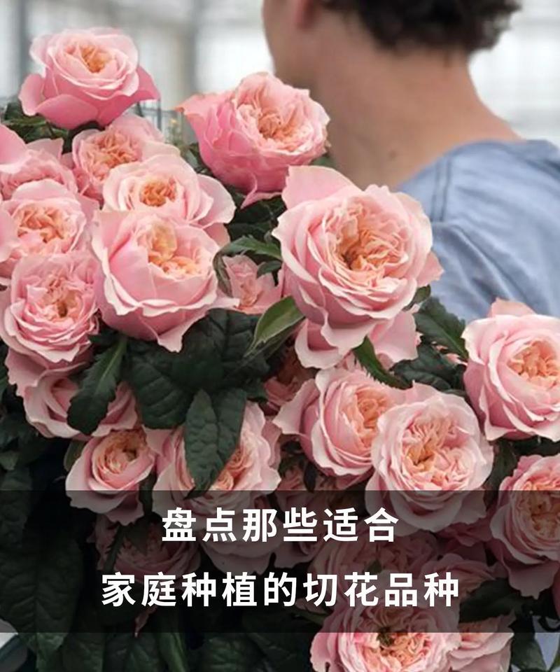 玫瑰花买来怎么栽培才能活？玫瑰花的正确栽培方法是什么？