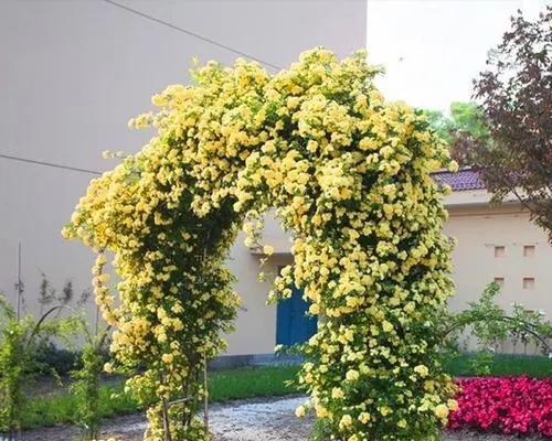仙人掌花爬藤的养殖方法是什么？