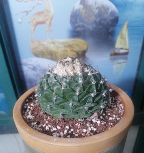 仙人掌花爬藤的养殖方法是什么？