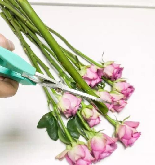 玫瑰花棒棒长杆的正确养护方法是什么？