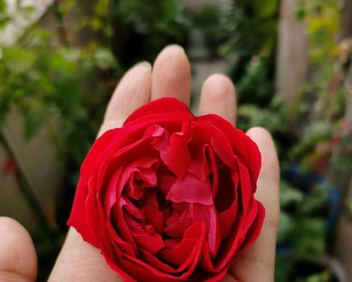 玫瑰花棒棒长杆的正确养护方法是什么？