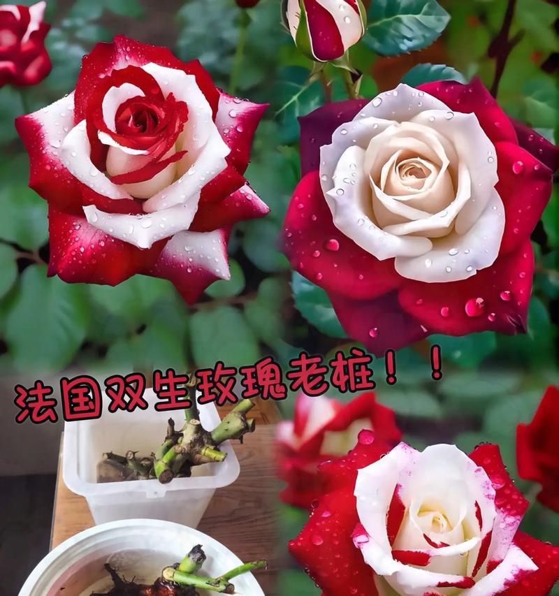 如何种植玫瑰花才能使其花朵更大？