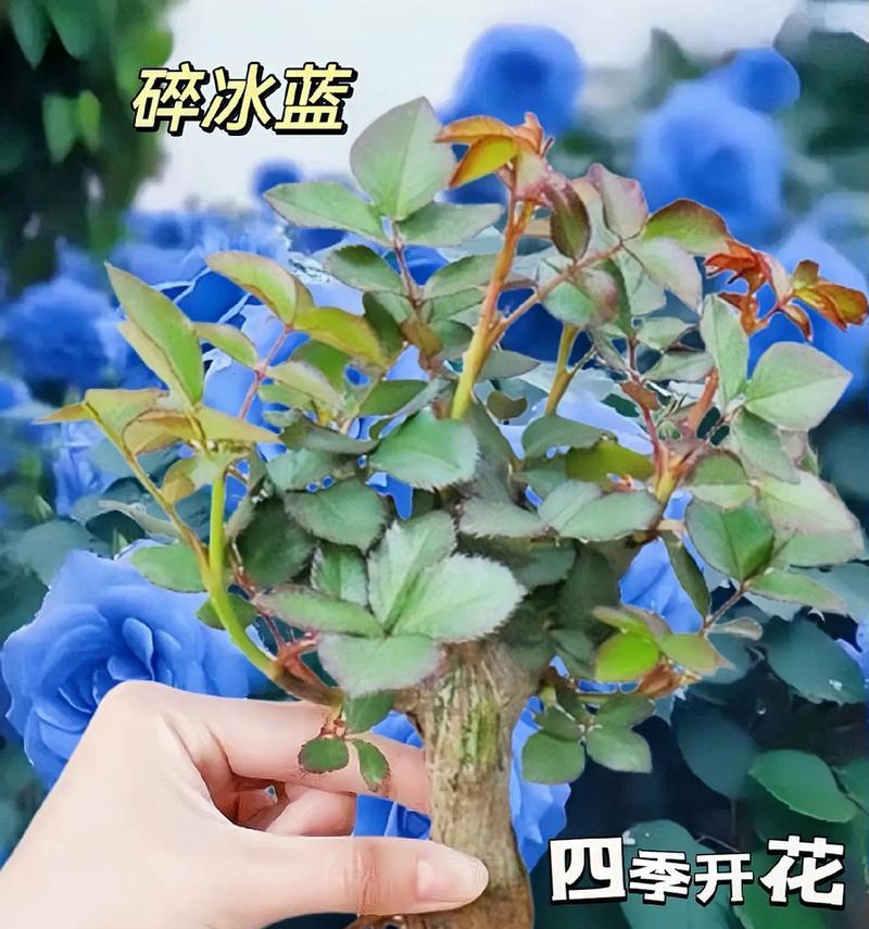 如何种植玫瑰花才能使其花朵更大？