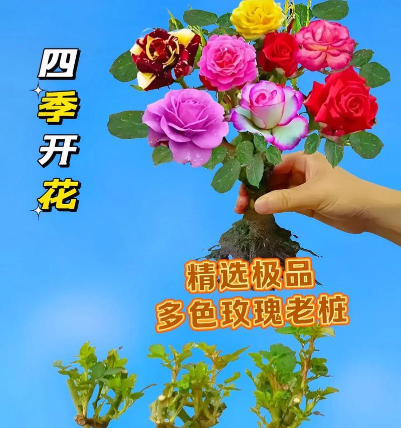 如何种植玫瑰花才能使其花朵更大？