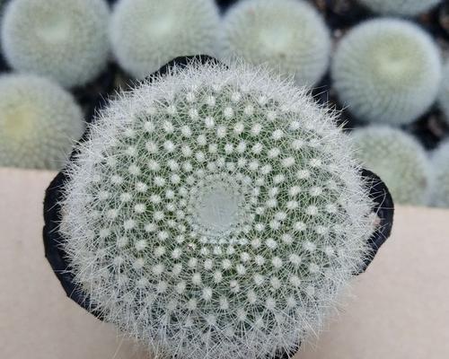 大白花仙人球的养殖方法是什么？需要注意什么？