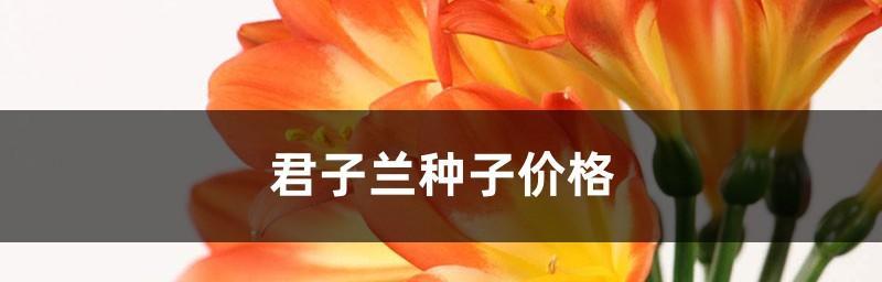 君子兰价格高的原因是什么？如何提高君子兰的市场价值？
