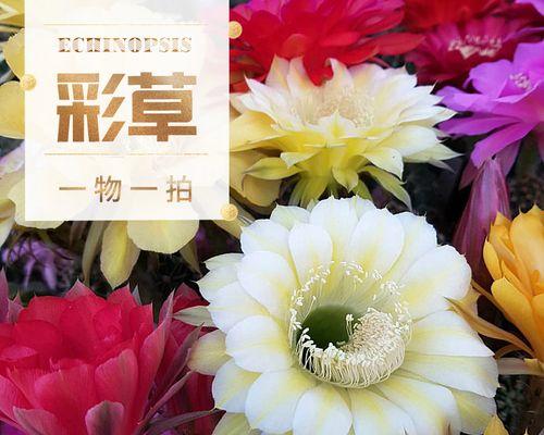 最大的彩草仙人球品种是什么？如何辨认和养护？
