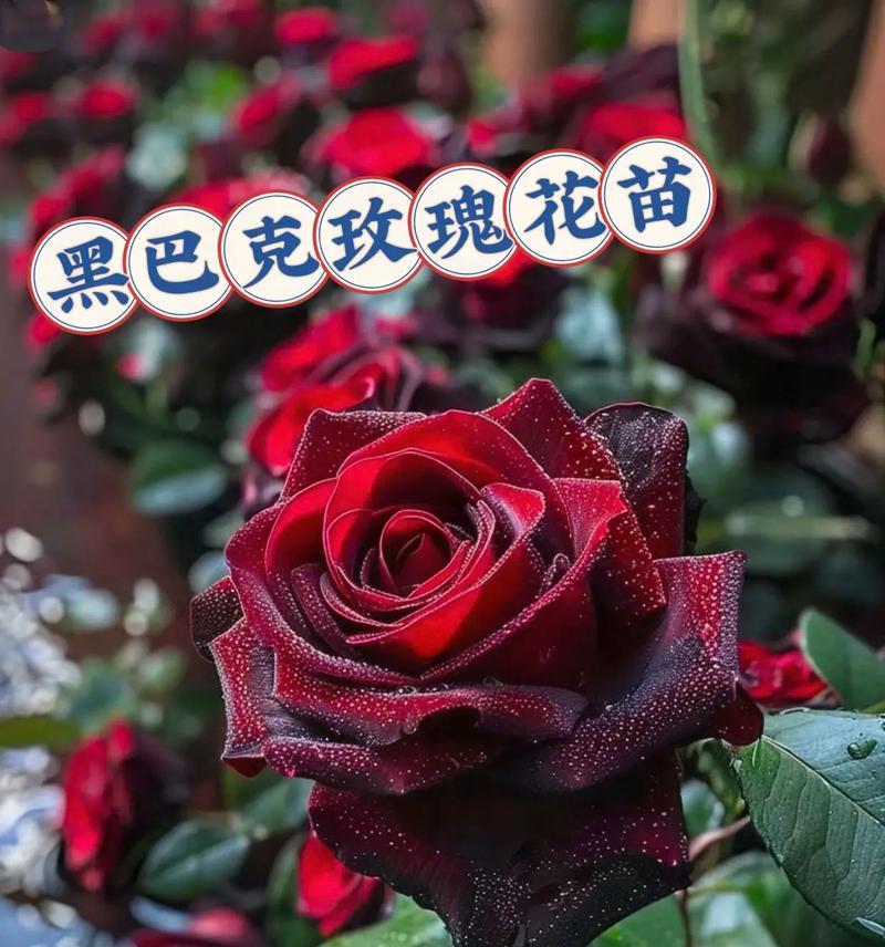 玫瑰花的花瓣数量是多少？