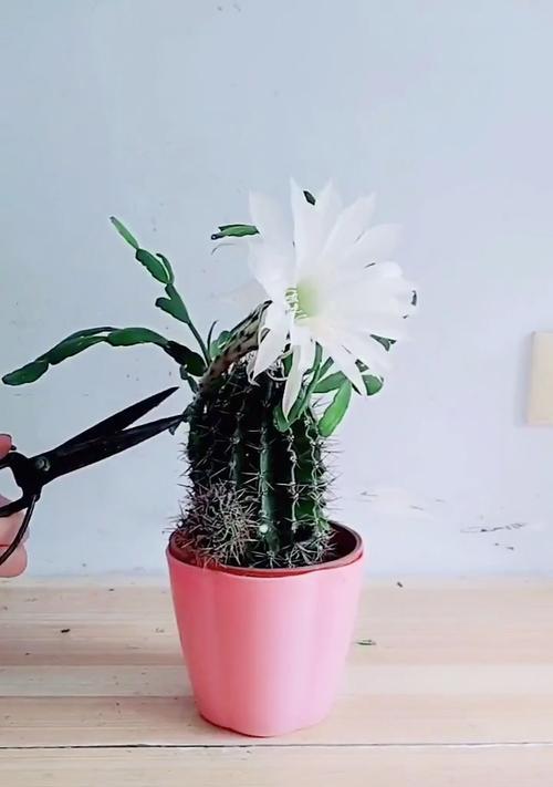 仙人球如何养护才能开花？不开花的常见原因是什么？