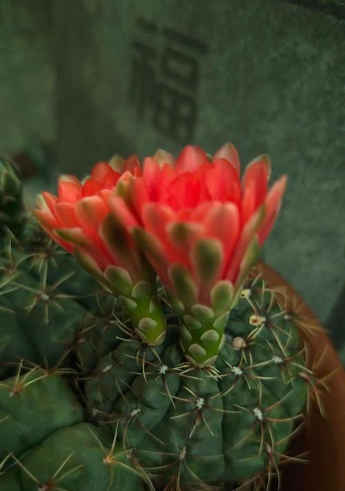 仙人球如何养护才能开花？不开花的常见原因是什么？