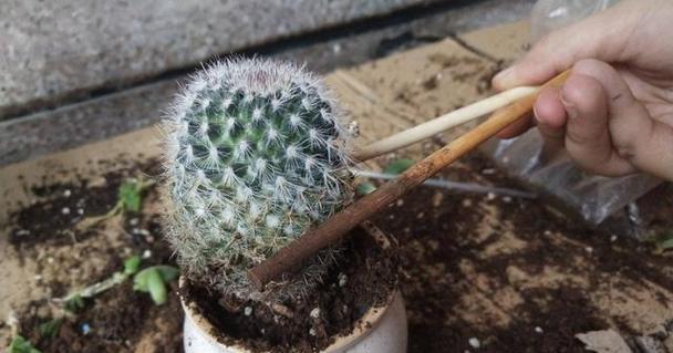 仙人球如何养护才能开花？不开花的常见原因是什么？