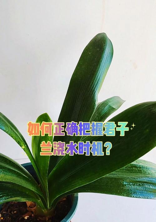 君子兰施肥后需要浇水吗？施肥后浇水的原因是什么？