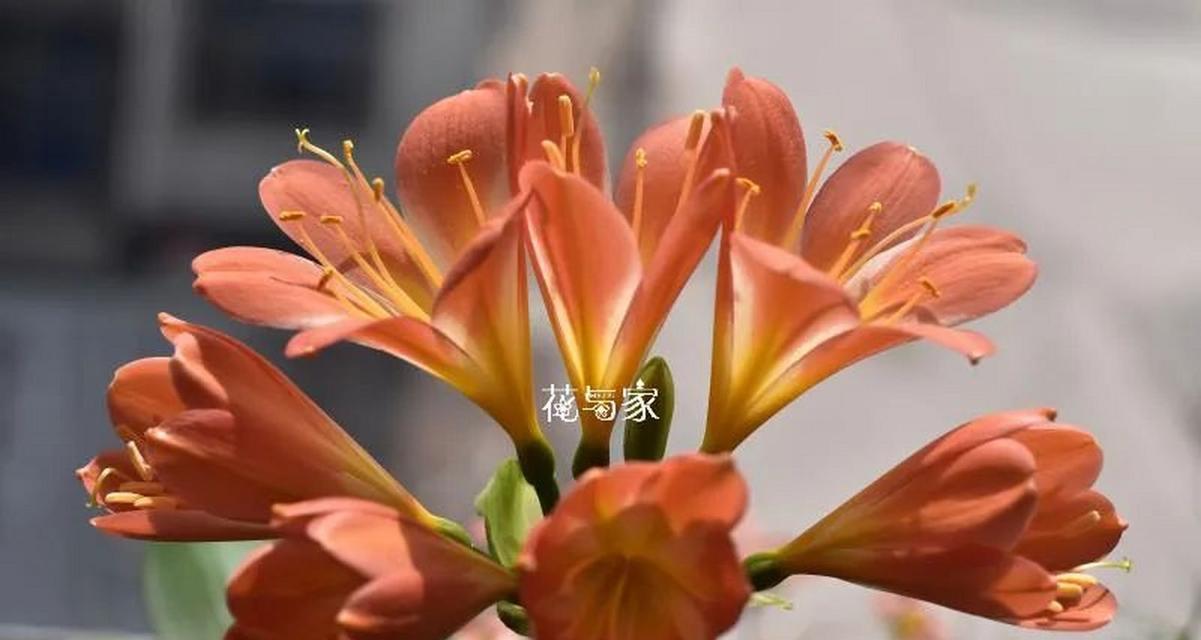 君子兰施肥后需要浇水吗？施肥后浇水的原因是什么？