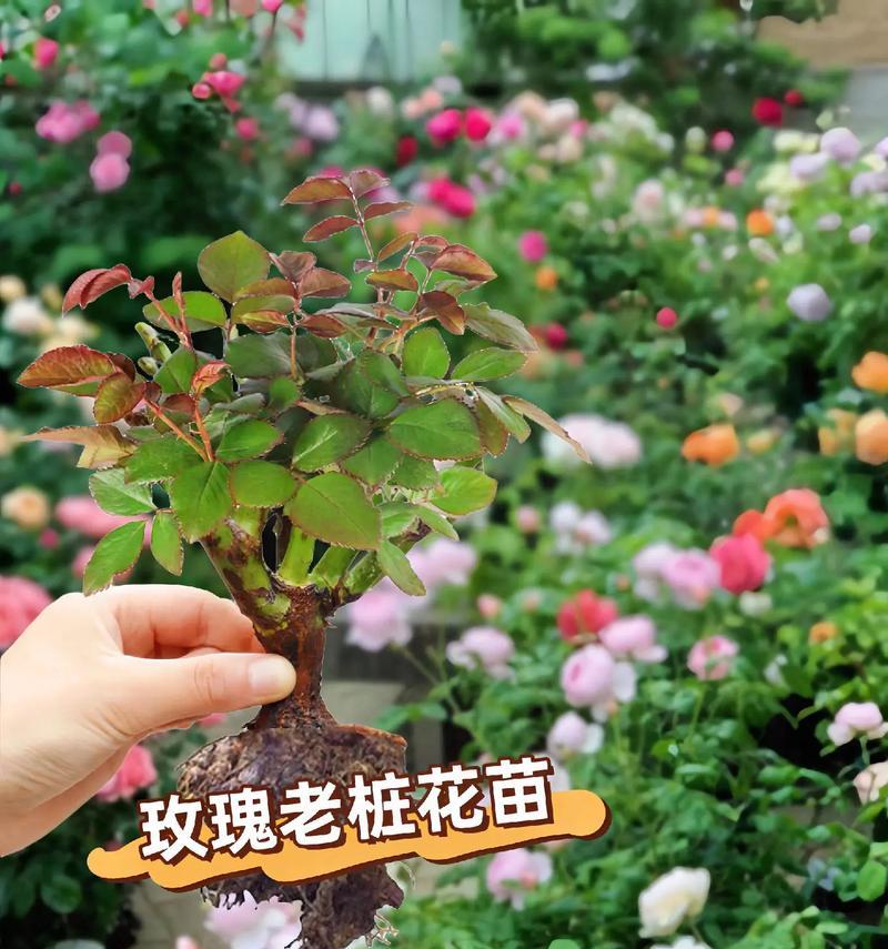 玫瑰花芽期的正确养护方法是什么？