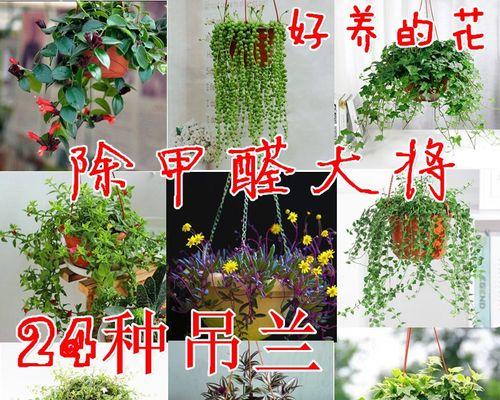 水培牡丹花如何养护？需要注意什么？