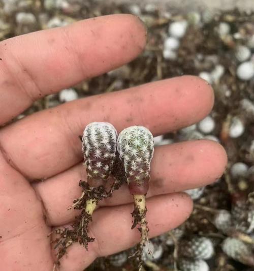 绿植钢针仙人球的养护管理技巧是什么？