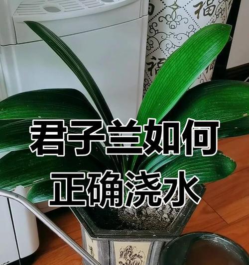君子兰小瓷盆的正确浇水方法是什么？