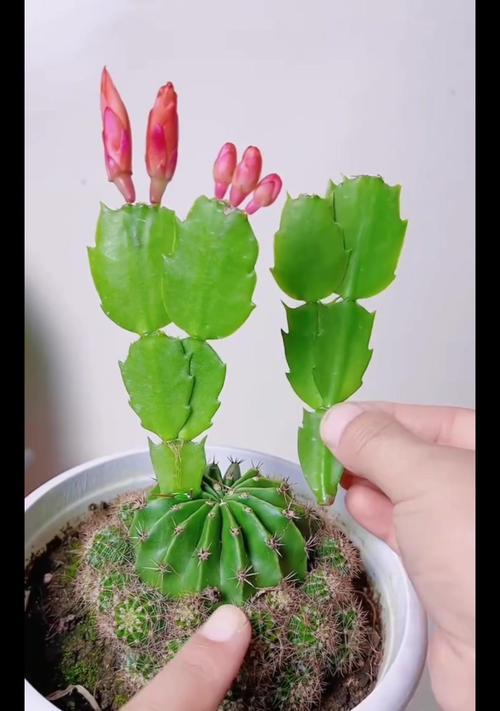 仙人球杂交繁殖的方法是什么？