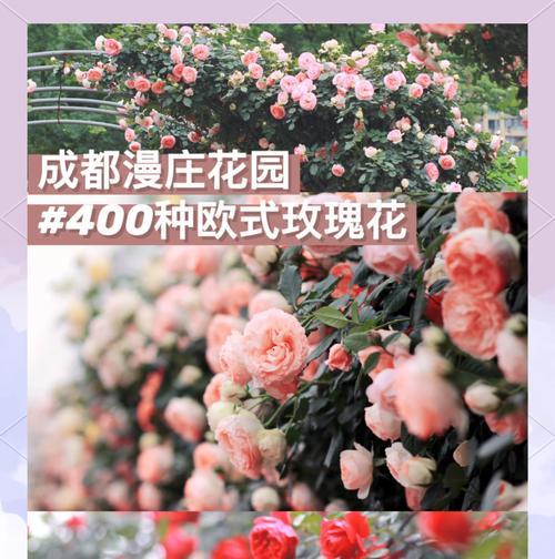 玫瑰花庄园剪花的正确方法是什么？如何修剪才能促进花朵生长？