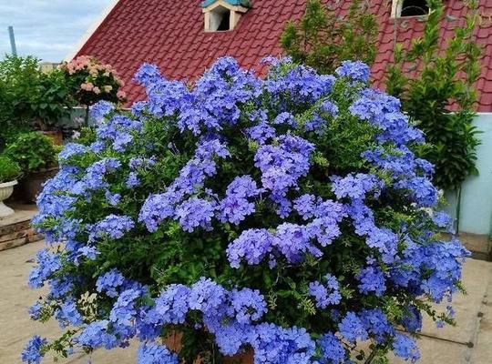 玫瑰花庄园剪花的正确方法是什么？如何修剪才能促进花朵生长？