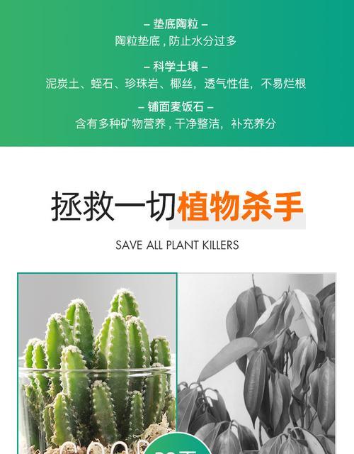仙人球大犀牛养殖技巧有哪些？怎样确保其健康成长？
