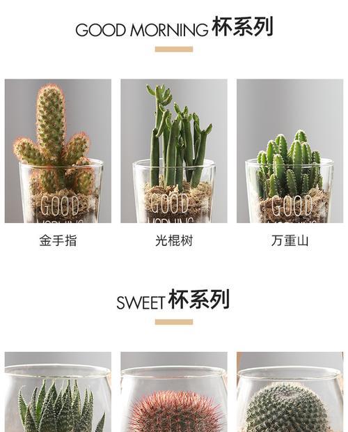 仙人球大犀牛养殖技巧有哪些？怎样确保其健康成长？