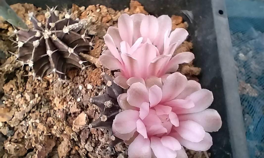 开粉花的牡丹仙人球养护要点是什么？