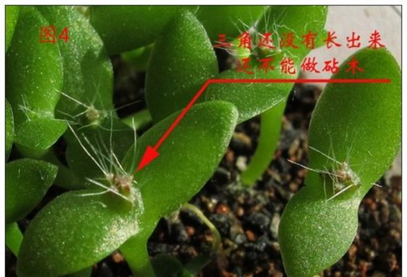 仙人球嫁接柱子断裂的原因是什么？