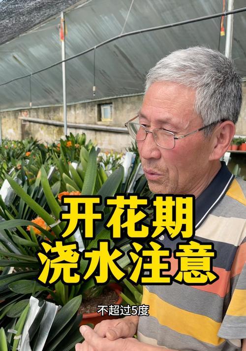 秋季君子兰浇水的最佳时间是什么时候？