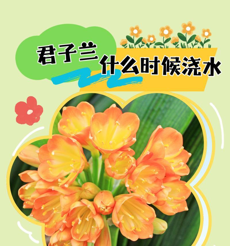 秋季君子兰浇水的最佳时间是什么时候？