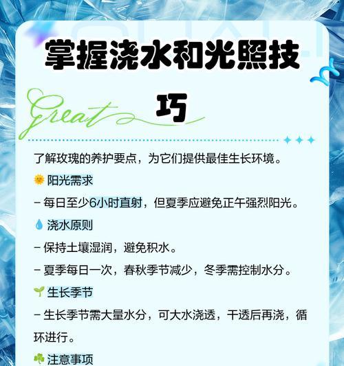 玫瑰花栽培有哪些关键步骤？