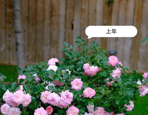 玫瑰花栽培有哪些关键步骤？
