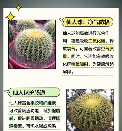 巨型开花仙人球的养殖难度如何？有哪些养殖技巧？