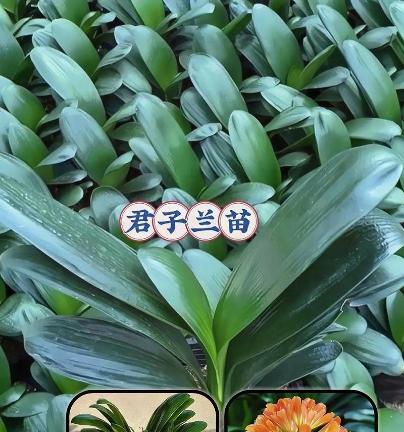 君子兰适合沙质土壤吗？如何正确养护？