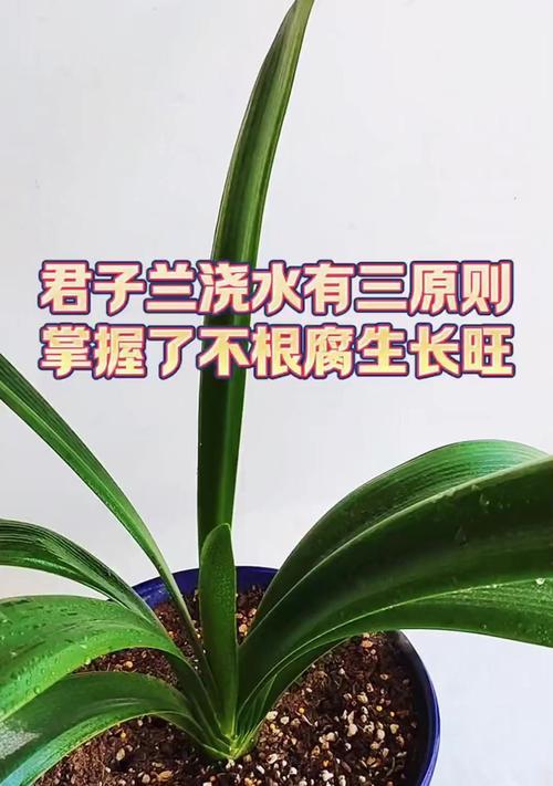 君子兰根饱满的养护和浇水方法是什么？