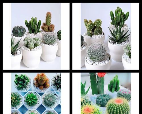 木盒子种植仙人掌的方法是什么？