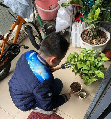 木盒子种植仙人掌的方法是什么？