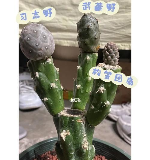 仙人球下砧木种植步骤是什么？如何确保成活率？