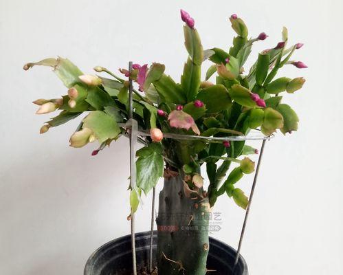 仙人球下砧木种植步骤是什么？如何确保成活率？