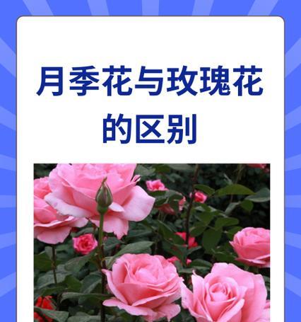 玫瑰花枝条修剪的最佳时机是什么时候？如何操作？